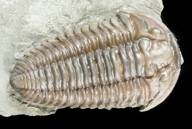 Large, Flexicalymene Trilobite - Ohio #55404